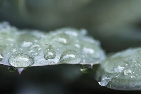 Water droplets on leaf Stock Photos