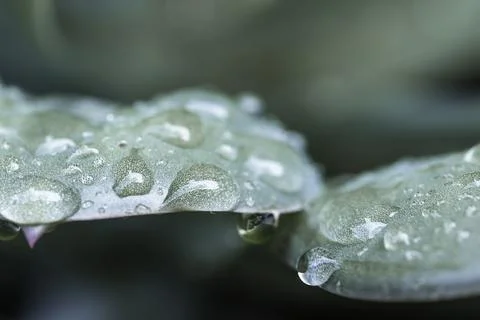 Water droplets on leaf Stock Photos