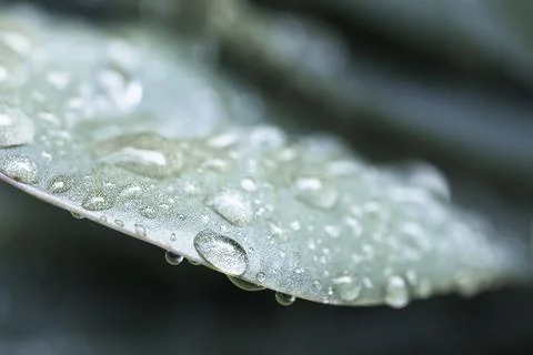 Water droplets on leaf Stock Photos