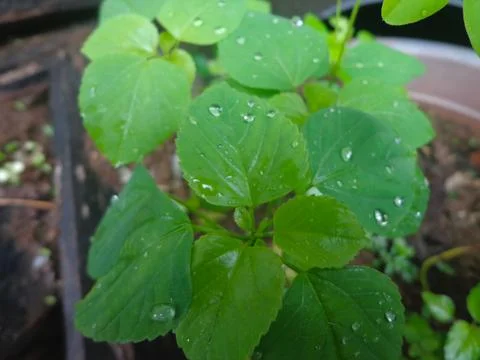 Water Droplets on Leaf Foto stock