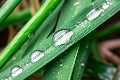 Water droplets on a leaf rice Stock Photos