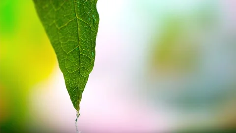 Water Droplets on Leaf: Super Slow Motion 1000fps Stock Footage 251955067