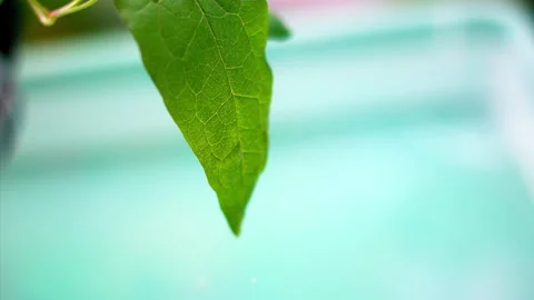 Water Droplets on Leaf: Super Slow Motion 1000fps Stock Footage 251955484