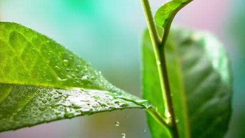 Water Droplets on Leaf: Super Slow Motion 1000fps Stock Footage 251956015