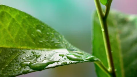 Water Droplets on Leaf: Super Slow Motion 1000fps 스톡 동영상 251956598