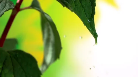Water Droplets on Leaf: Super Slow Motion 1000fps Stock-Footage 251958391