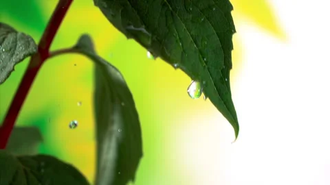 Water Droplets on Leaf: Super Slow Motion 1000fps Stock-Footage 251958774