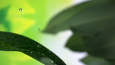 Water Droplets on Leaf: Super Slow Motion 1000fps Stock Footage 251959964