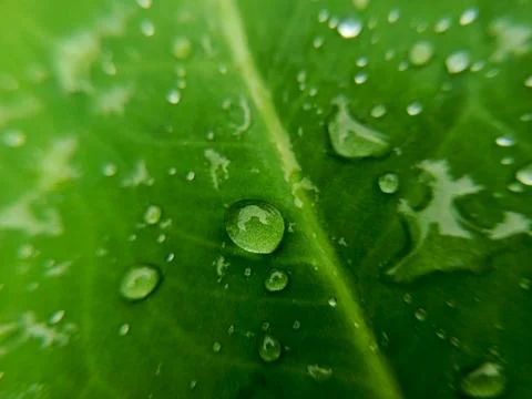 Water droplets on leaf surface Foto stock