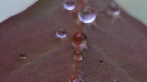 Water Droplets on Leaf Surface Stock Photos