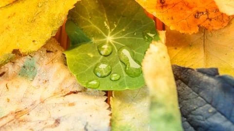 Water droplets on leafs Stock Photos