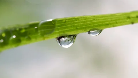 Water droplets on leaves close-up Stock Footage 149677513