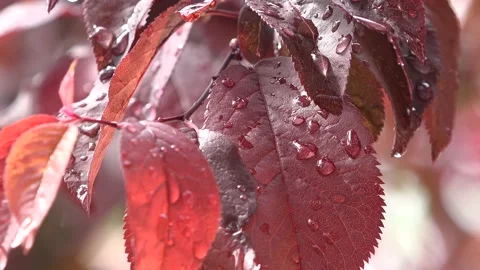 Water droplets on the leaves 库存影片 154203851