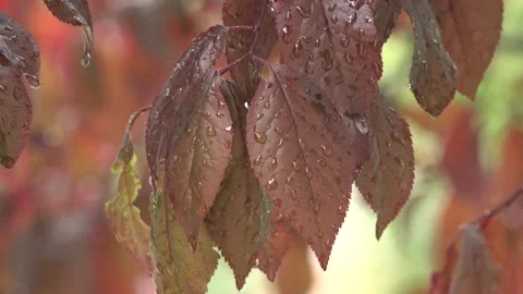 Water droplets on leaves in the forest Stock Footage