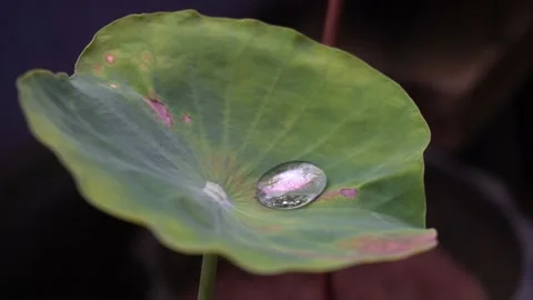 Water droplets in the lotus leaf Stock Footage 135889042
