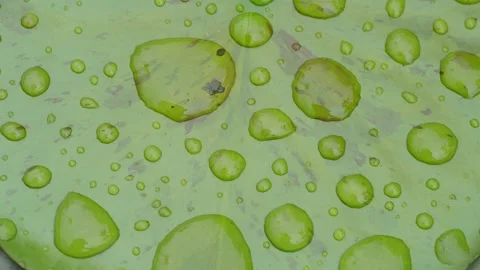 Water Droplets on Lotus Leaf Macro Stock-Footage 335735480