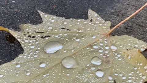 Water Droplets on Maple Leaf, Wet Nature Leaf Macro Close Up Fresh Leaf Stock Footage 146830765