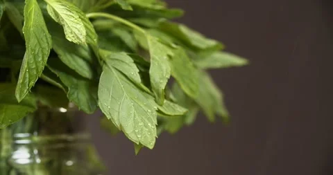 Water droplets on mint leaves in close up shoot Stock Footage 146121007