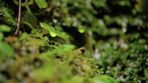 Water droplets on a moss Stock Footage 296720046