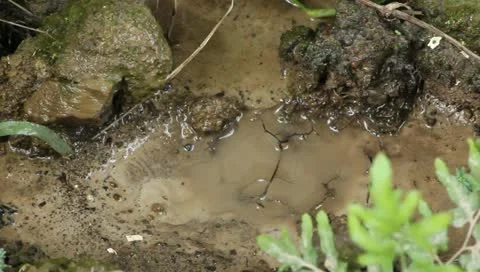 Water droplets in mud Stock Footage 11434609