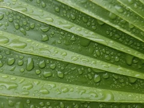 Water Droplets on a Palm Tree Leaf Stock Photos