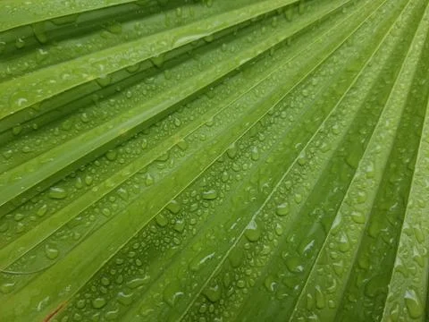 Water Droplets on a Palm Tree Leaf Stock Photos