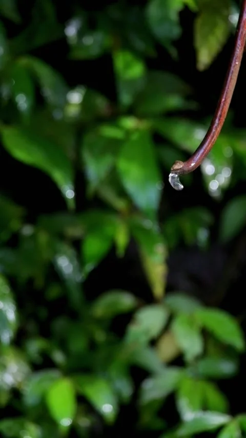 Water droplets passing through tree roots Video stock 320953211