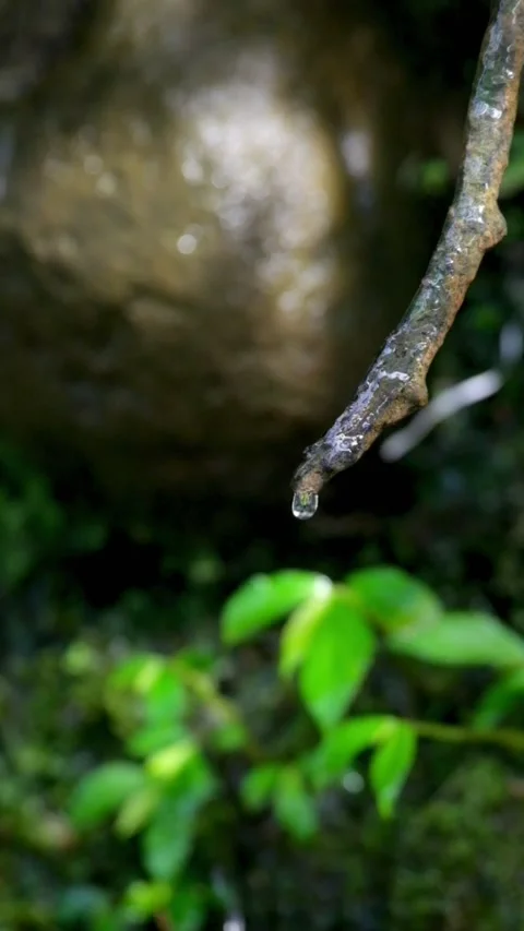 Water droplets passing through tree roots Video stock 320953213