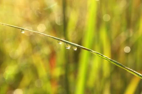 Water droplets Stock Photos