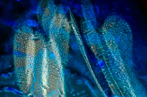 Water droplets Foto stock