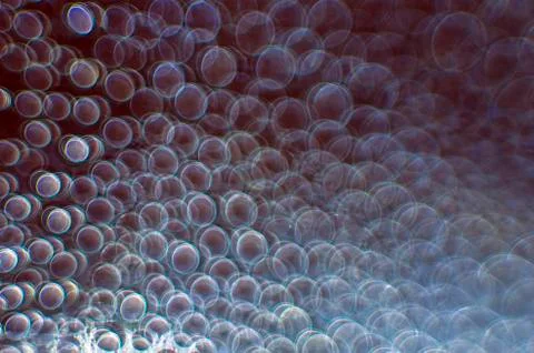 Water droplets Stock Photos