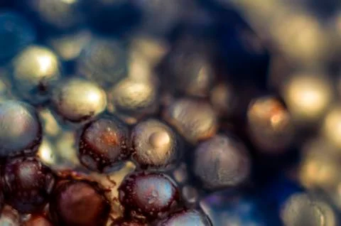 Water droplets Stock Photos