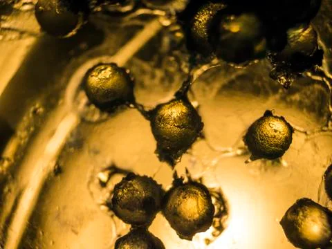 Water droplets Stock Photos