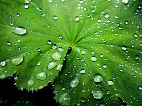 Water droplets Stock Photos