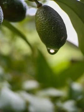 Water droplets Foto stock