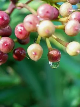 Water droplets Foto stock