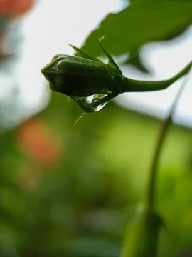 Water droplets Stock Photos