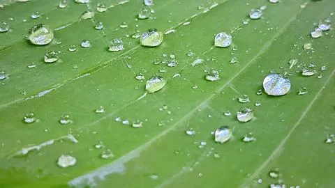 Water droplets Stock Photos