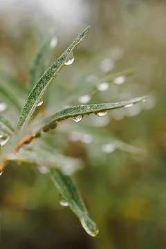 Water droplets Stock Photos
