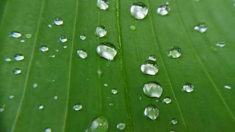 Water droplets Stock Photos