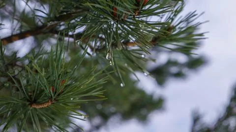 Water droplets on pine tree Stock-Fotos