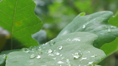 Water Droplets on Plants Stock Footage 135917827