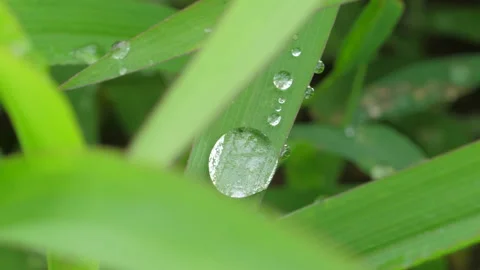 Water Droplets on Plants Stock Footage 135917920