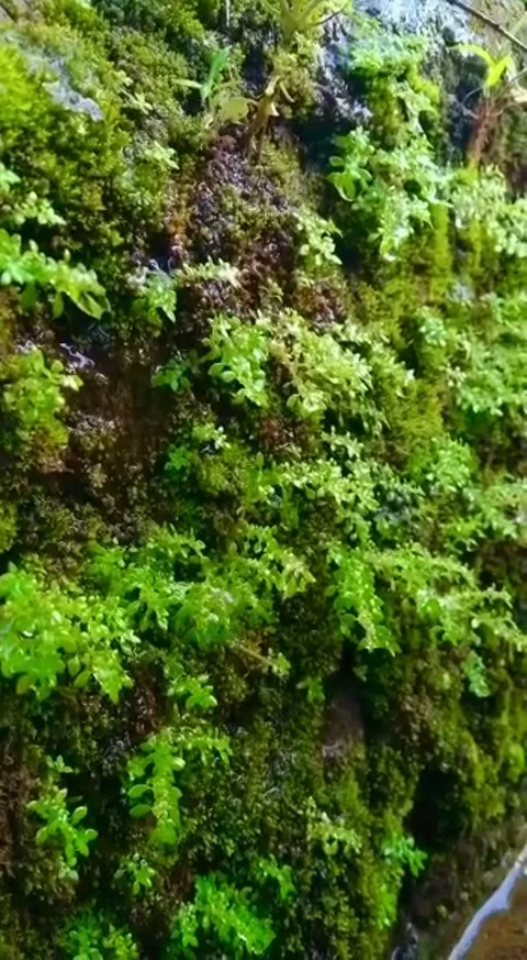 Water droplets on plants Video stock 235371560