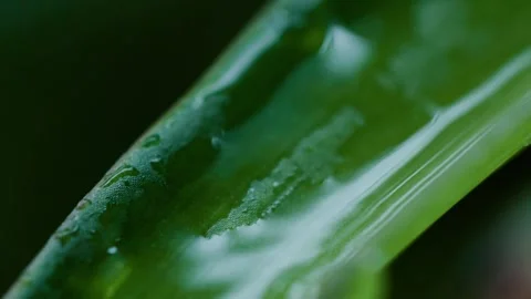 Water droplets with plants Stock Footage 257534949