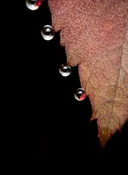 Water Droplets on Red Leaf Stock Photos