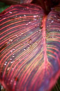 Water Droplets on a red Leaf Stock Photos