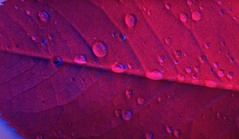Water droplets on red rose leaf close-up macro photography. Stock Photos