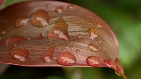 Water Droplets Reflecting Light on Textured Red Leaf Macro Видео 336844834