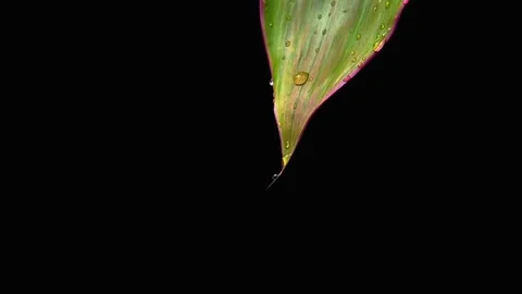 Water droplets rise up the leaf. Reverse shooting Vídeo Stock 158981819